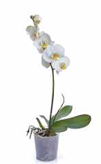 Mini Orquídea Phalaenopsis Branca