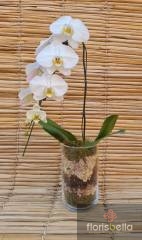 Orquídea Cascata Luxo No Musgo